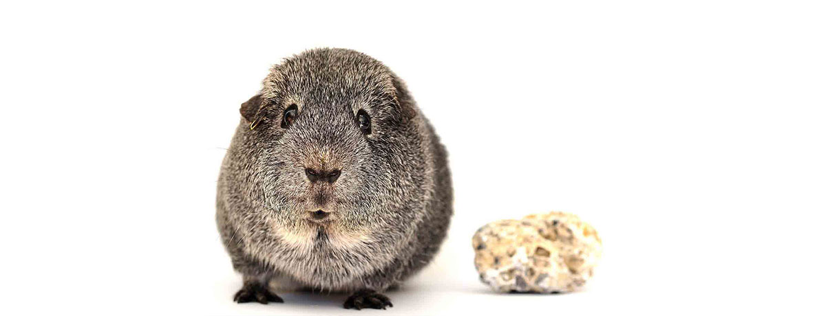 Tierpraxis Pig